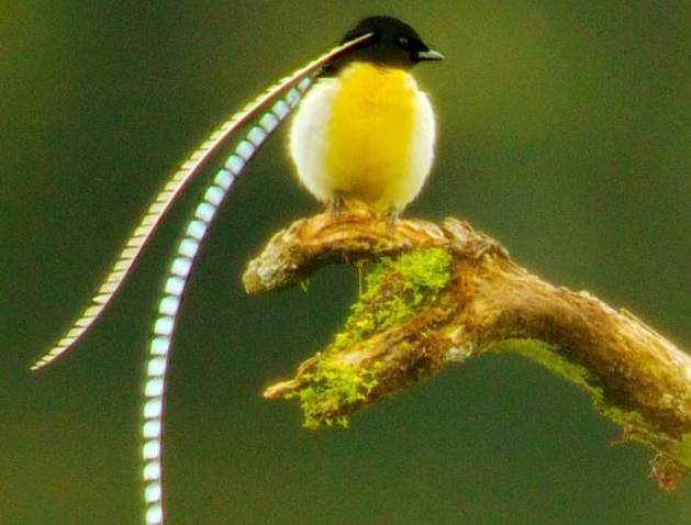 Burung bertanduk indah yang hanya ada di Papua New Guinea