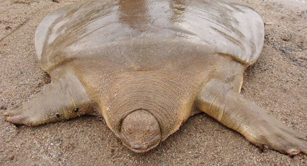 Cantor’s Giant Softshell Turtle [image source]