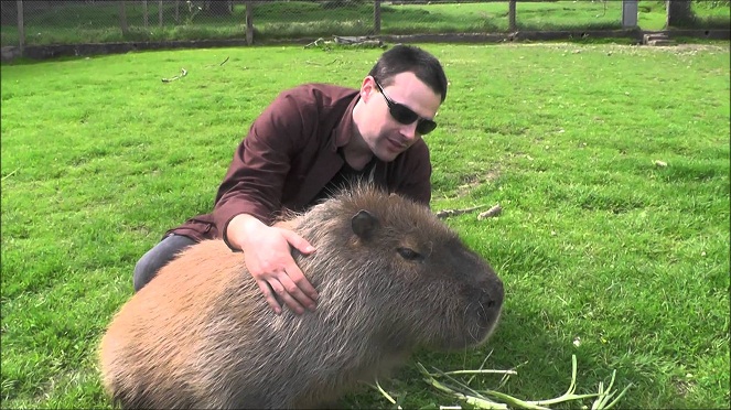 Untungnya Capybara tak berdomisili di rumah-rumah warga seperti tikus kebanyakan [Image Source]