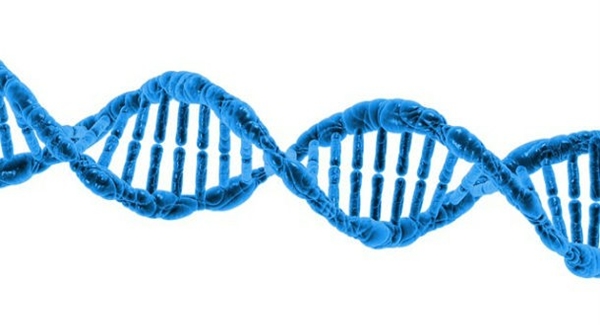 Fungsi Dari DNA [image source]