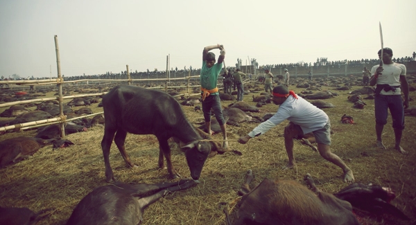 Gadhimai Mela Festival – Nepal [image source]