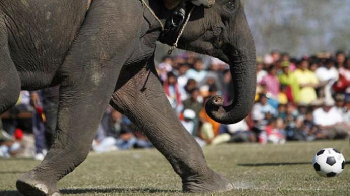 Gajah Sedang Menendang Bola