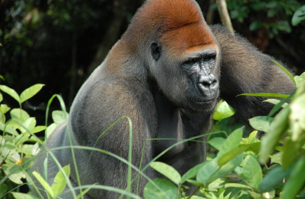 Gorila Punggung Silver [image source]