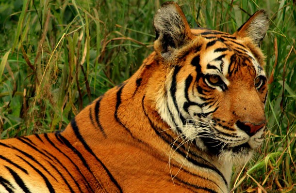 Harimau Bengal [image source]