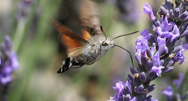 Humming Bird Moth [image source]