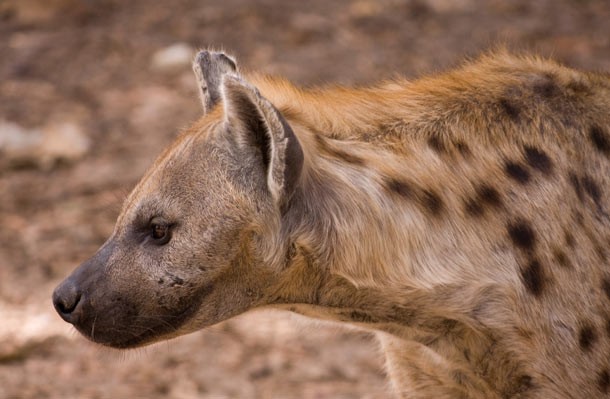 Hyena [image source]