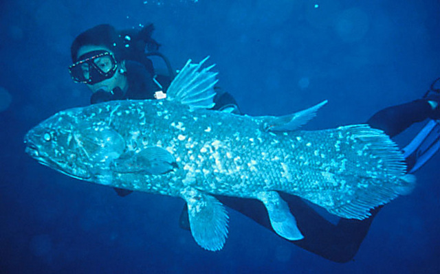 Ikan Coelacanth Disebut Juga Ikan Raja Laut