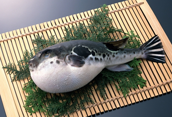 Ikan Fugu yang mengandung zat beracun