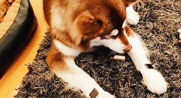 Jam Tangan Apple untuk Anjing [image source]