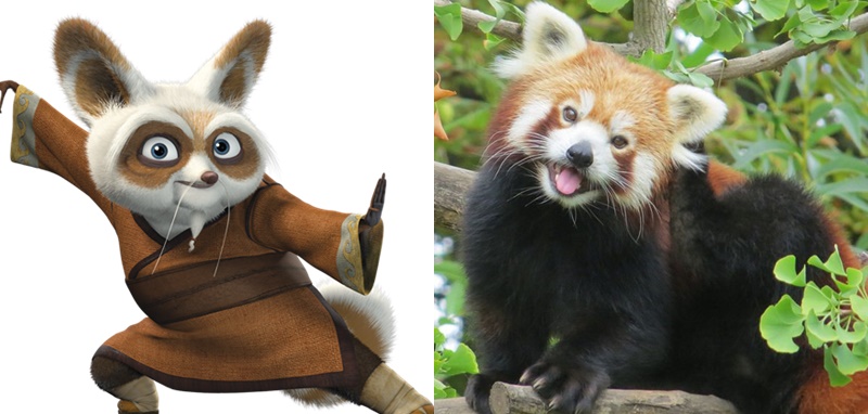 Master Shifu dan Panda Merah