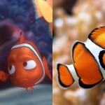 Nemo dan Hewan Aslinya