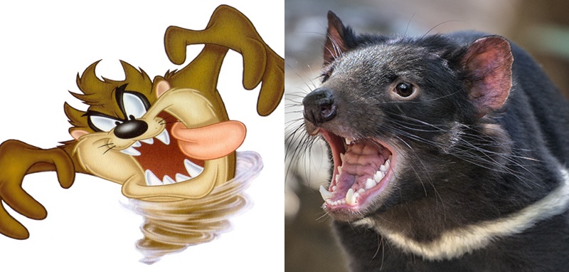 Taz dan Hewan Tasmanian Devil