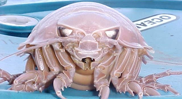 The Giant Isopod [image source]