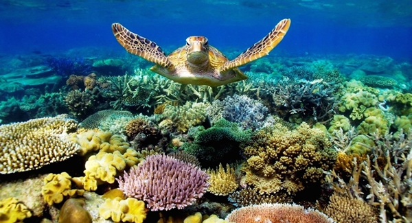 The Great Barrier Reef [image source]