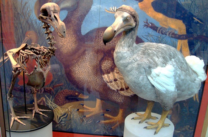 Meskipun katanya daging burung Dodo sangat keras, namun hal tersebut tak menghentikannya untuk jadi hewan buruan [Image Source]