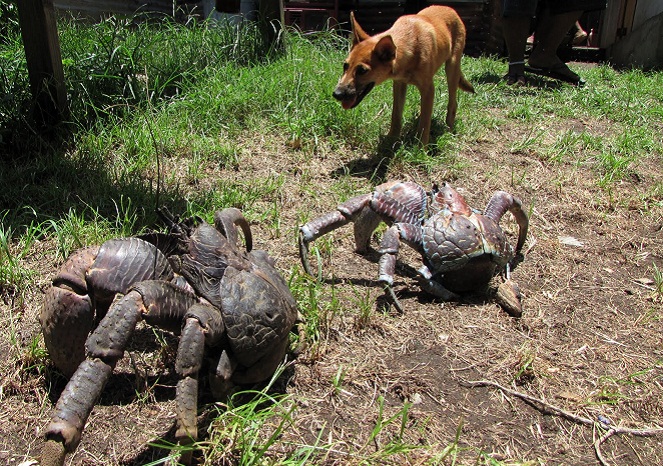 Tak perlu ditiup seperti kepiting lainnya, Coconut Crab sudah bisa jalan bahkan mengupas kelapa sendiri [Image Source]