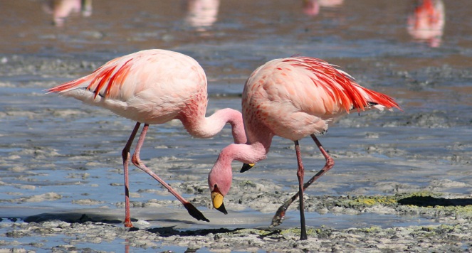 Mungkin Flamingo lah satu-satunya hewan pra sejarah dengan jumlah paling banyak di dunia [Image Source]
