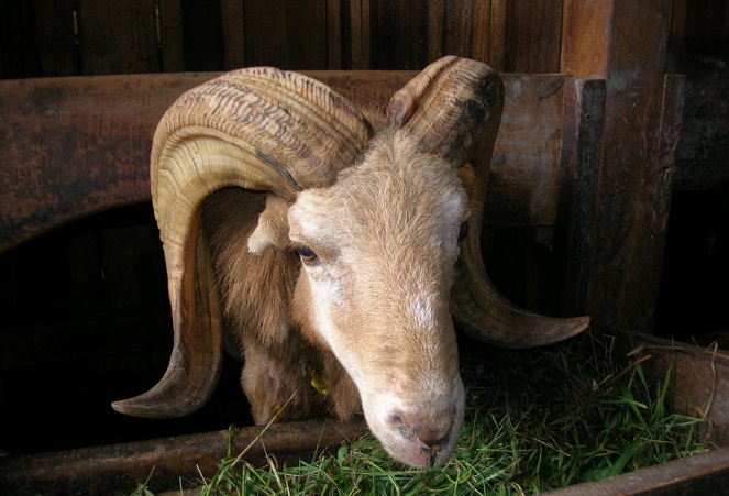 Bagaimana seekor kambing bisa hidup lagi setelah lehernya dipotong? Masih misteri [Image Source]