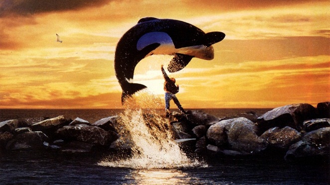 Keiko, si paus orca ini jadi binatang dengan bayaran paling mahal [Image Source]