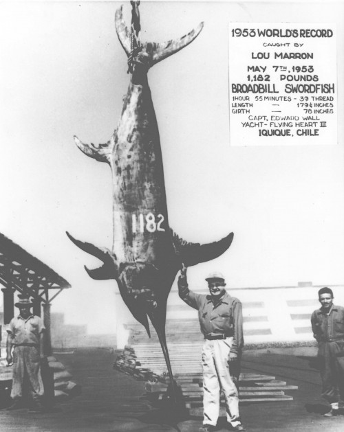 Saudara dekat Marlin ini juga terkenal sering bikin pancing putus [Image Source]