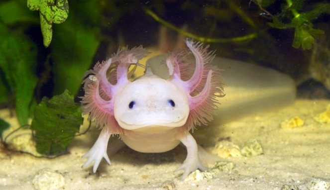 Axolotl [Image Source]