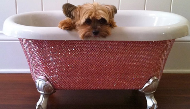 Bathtub berlian untuk anjing [Image Source]