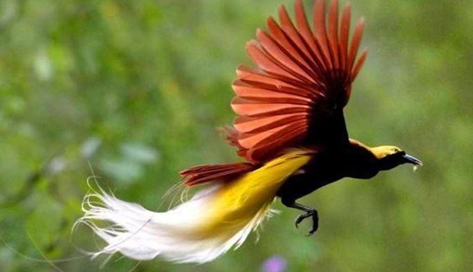 Burung Cendrawasih [Image Source]