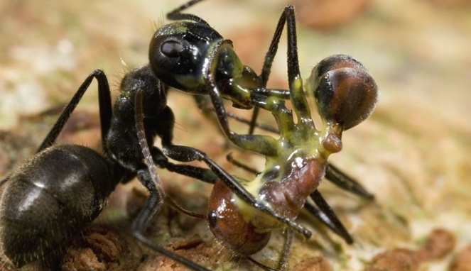 Carpenter Ant [Image Source]