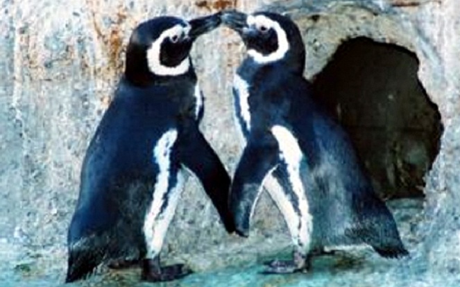 Dua pinguin ini jadi bukti jika perilaku suka sesama jenis juga bisa dilakukan oleh hewan [Image Source]