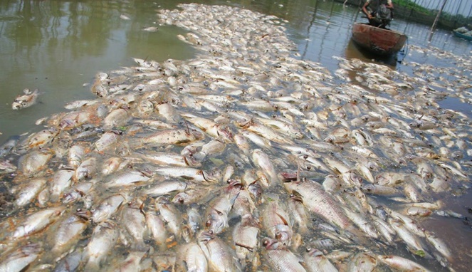 Ikan-ikan yang mati karena sungai yang tercemar [Image Source]