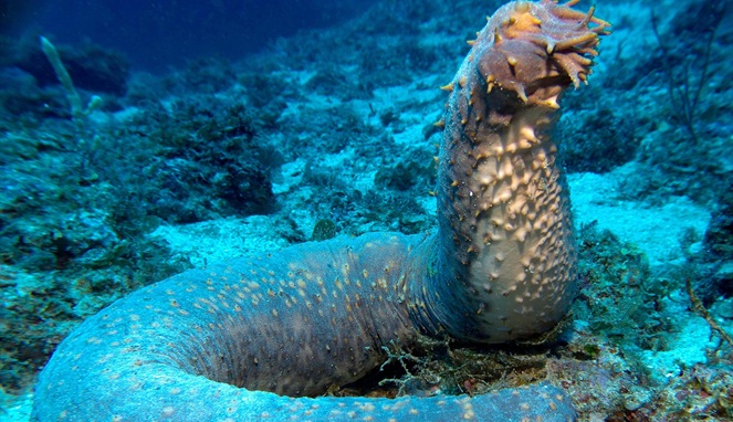 Sea Cucumber [Image Source]