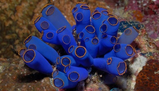 Sea Squirt [Image Source]