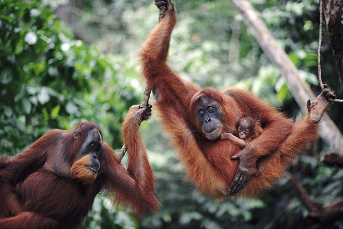 Taman Nasional Tanjung Puting, Tempat Perehabilitasian Orangutan Pertama