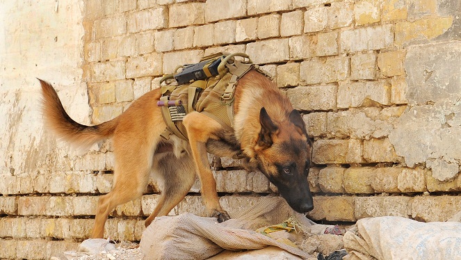Osama Bin Laden sejatinya dikalahkan oleh seekor anjing bernama Cairo [Image Source]