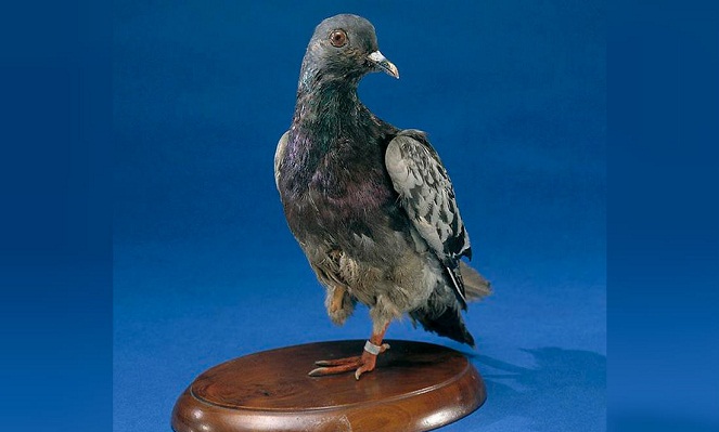 Cher Ami, burung kecil ini berperan besa dalam sejarah kemiliteran Amerika [Image Source]