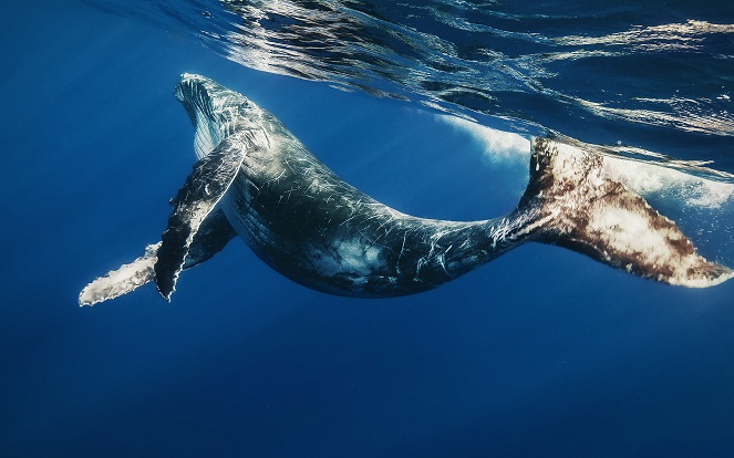 Hampir selama 50 juta tahun paus biru tidak mengalami perubahan apa pun termasuk ukurannya [Image Source]