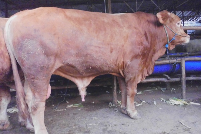Harga sapi Limosin pernah mencapai Rp 130 juta untuk seekornya [Image Source]