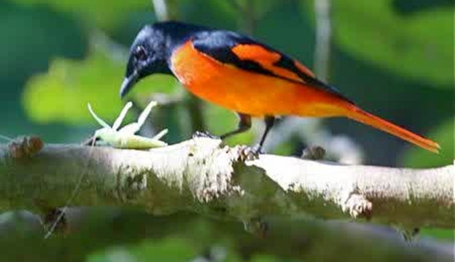 Burung makan serangga [Image Source]