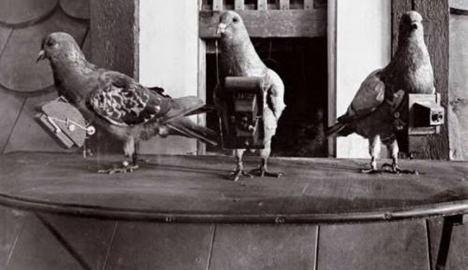 Kamera burung merpati [Image Source]
