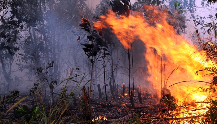 Kebakaran Hutan yang Disepelekan Oleh Pemerintah [image source]