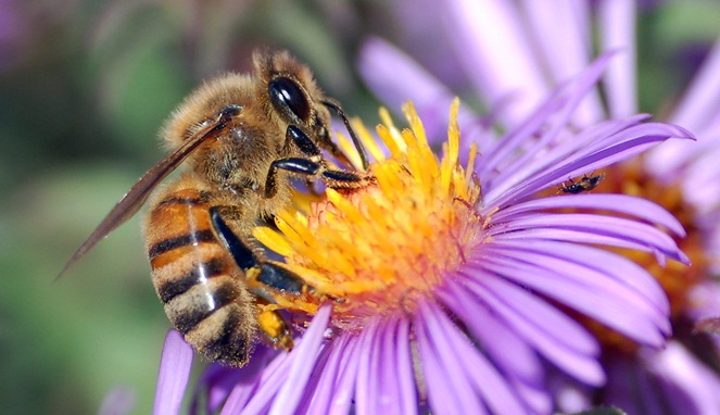 Lebah membantu penyerbukan bunga [Image Source]