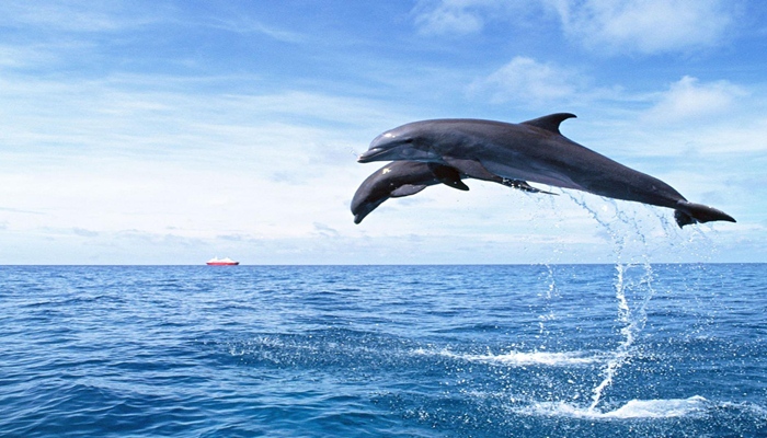 Lumba-Lumba yang Kerap Menyambut Wisatawan [image source]