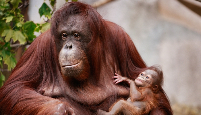 Orangutan akan punah [image source]