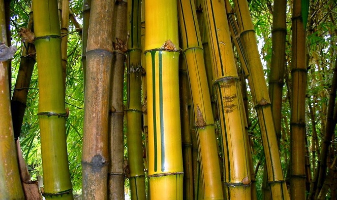 Bambu kuning jadi andalan warga melawan para Ninja [Image Source]