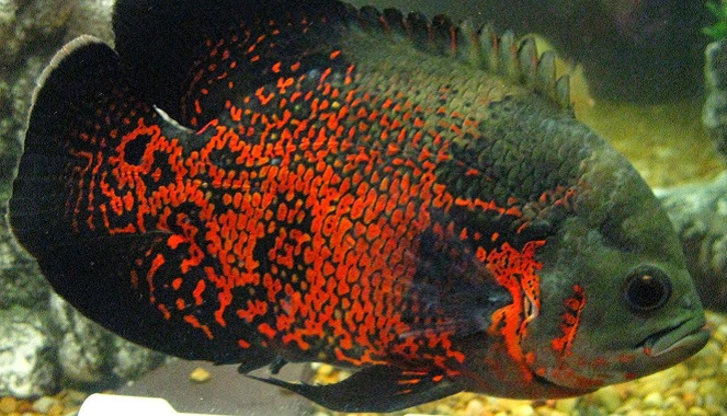 Ikan Oscar pernah jadi primadona di era 90an [Image Source]
