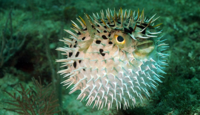 Blowfish [Image Source]