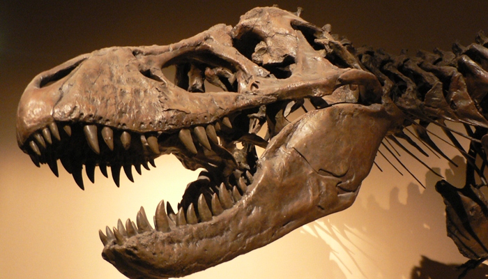 Fosil dinosaurus [image source]