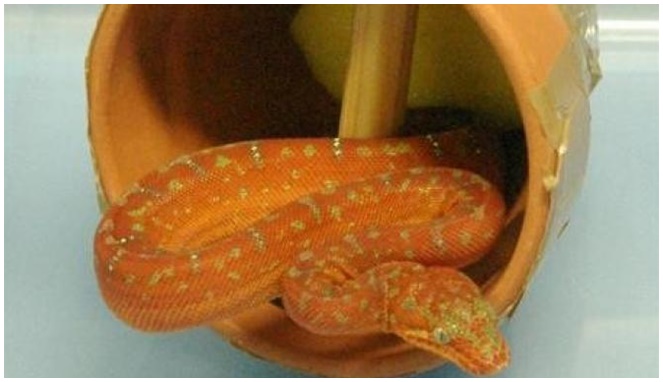 Guci berisi ular [Image Source]