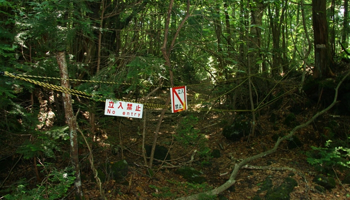 Hutan yang sering dijadikan tempat untuk bunuh diri di Jepang [image source]