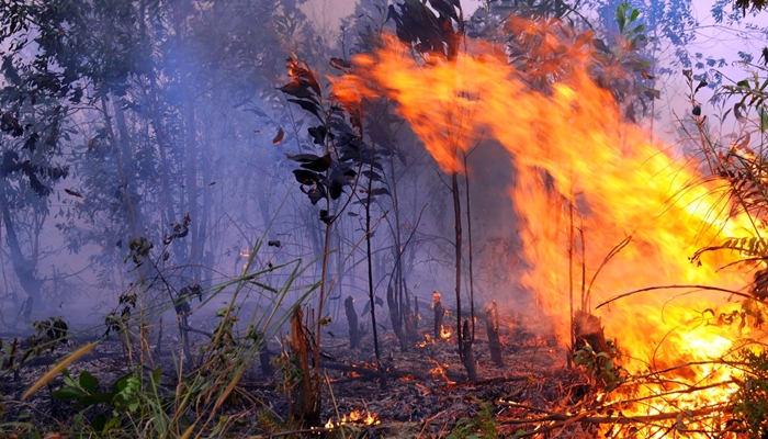 Kebakaran Hutan di Sumatra dan Kalimantan [image source]